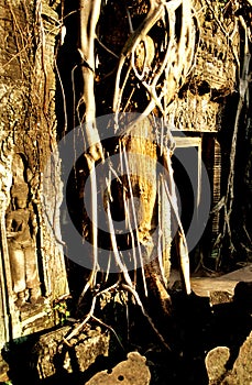 Overgrown Khmer ruin- Angkor Wat, Cambodia.