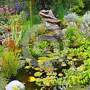 Overgrown koi fish pond in a garden outside. Variety of aquatic plants like lily pads, cattails, and lotus flowers