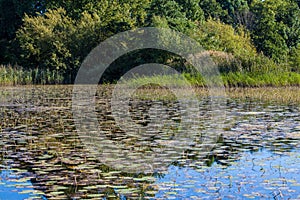 Overgrown Lake Pond