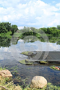 Overgrown lake vegetation