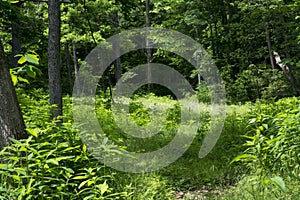 Overgrown meadow in a forest