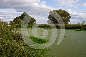 Overgrown with mud pond in the tall grass