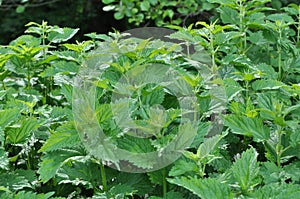 Overgrown nettles Urtica dioica