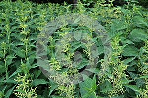 Overgrown nettles Urtica dioica