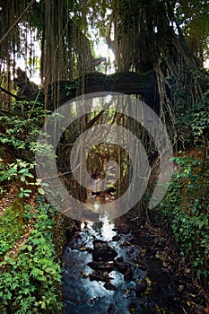 Overgrown Old Bridge