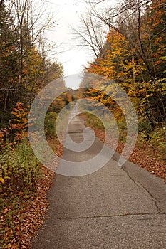 Overgrown old road landscape