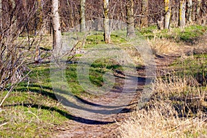 Overgrown path in an abandoned park