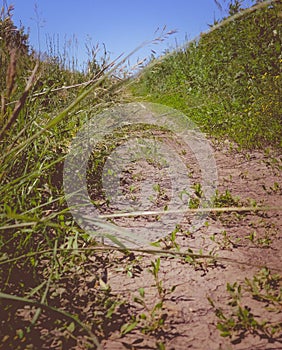 Overgrown path in the grass