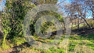 Overgrown Path in the meadow