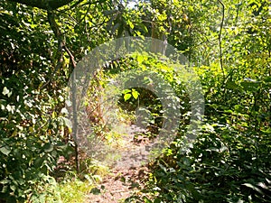 Overgrown path with nettles