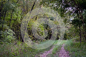 Overgrown path through the woods