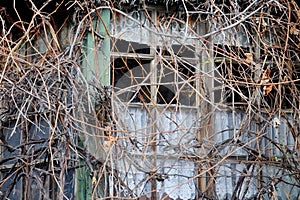 Overgrown plants cover an abandoned wooden house