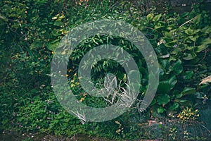 Overgrown plants in garden background rainy day