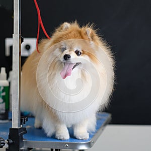 An overgrown Pomeranian dog in an animal beauty salon