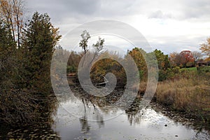 Overgrown Pond