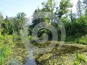 Overgrown Pond