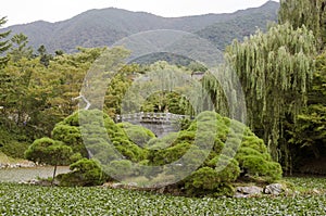 Overgrown pond