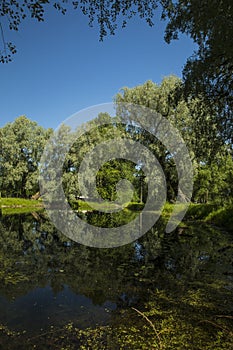 Overgrown pond