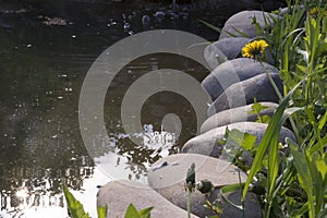 Overgrown pond