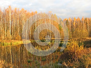 overgrown pond on an autumn evening