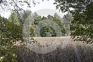 Overgrown pond, cattail and trees