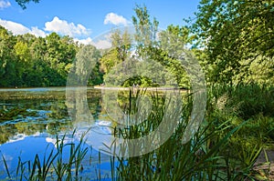 An overgrown pond in a city park in summer.