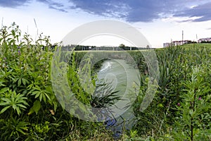 Overgrown pond in an eternal field