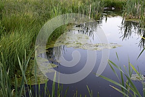 Overgrown pond, green mud