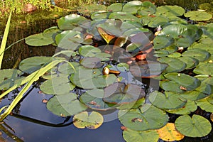 Overgrown pond illuminated by sunlight.