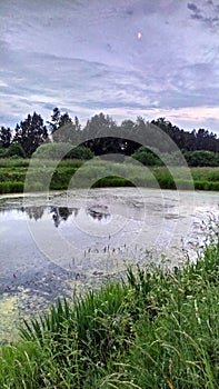 An overgrown pond in the late evening. Reflection of the night sky and clouds on the water surface