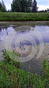 An overgrown pond in the late evening. Reflection of the night sky and trees on the surface of the water