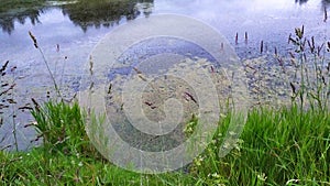 An overgrown pond in the late evening. Reflection of the night sky on the water surface