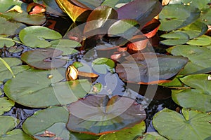 Overgrown pond with lilies.