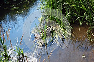 Overgrown pond. A snag sticks out of the water.