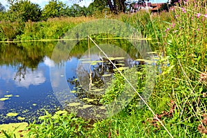 An overgrown pond on a Sunny day. Reflection of the sky and clouds on the water surface. Beautiful natural summer landscape. A