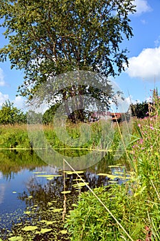 An overgrown pond on a Sunny day. Reflection of the sky and clouds on the water surface. Beautiful natural summer vertical