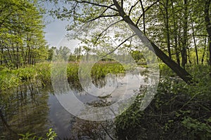 Wetlands in the forest in spring time .