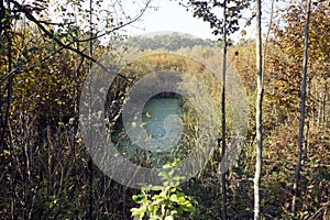 Overgrown pool in the forest wilderness