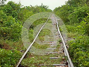 Overgrown railroad tracks