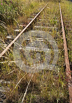 Overgrown railway line