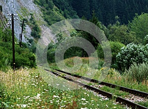 Overgrown railway track