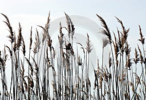 Overgrown reeds