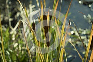Overgrown reeds on the shore of Lake