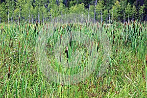 Overgrown with reeds swamp