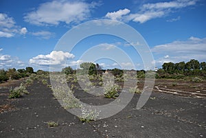 The overgrown remains of a runaway of an old air force base in Suffolk