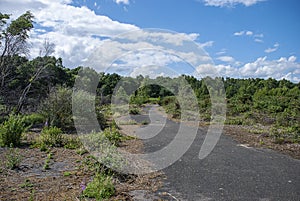 The overgrown remains of a runaway of an old air force base in Suffolk