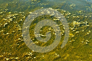 Overgrown river bottom