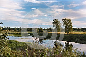 Overgrown river with two birches on the shore
