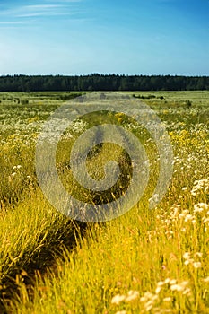 Overgrown road in the field