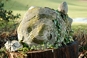 Overgrown rock on a log